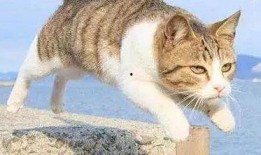 猫有九条命,探寻猫的神秘生命力