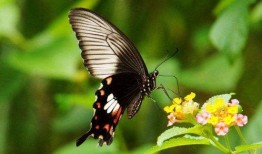 蝴蝶不说话,无声中的美丽与智慧