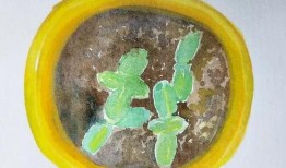 栀栀复栀栀,探寻古典韵味中的现代演绎