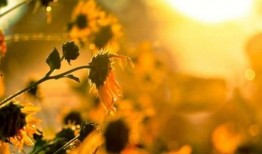 更好的生活,追求高品质生活的探索与实践