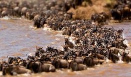 大迁徙,人类文明的迁徙史诗