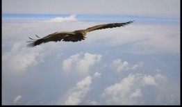 自有云霄万里高