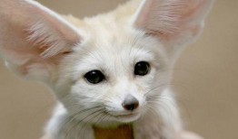 狐鼠竟登金玉堂