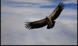 自有云霄万里高