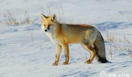 狐鼠竟登金玉堂