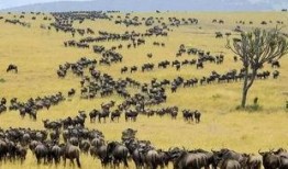 大迁徙,人类文明的迁徙史诗