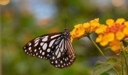 蝴蝶不说话,无声中的美丽与智慧